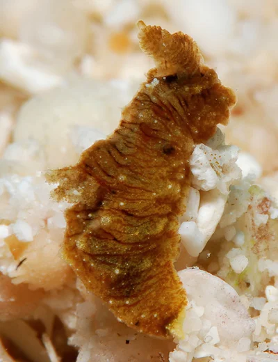 Polycera risbeci - Kwajalein Atoll, RMI