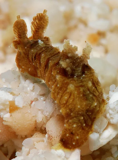 Polycera risbeci - Kwajalein Atoll, RMI