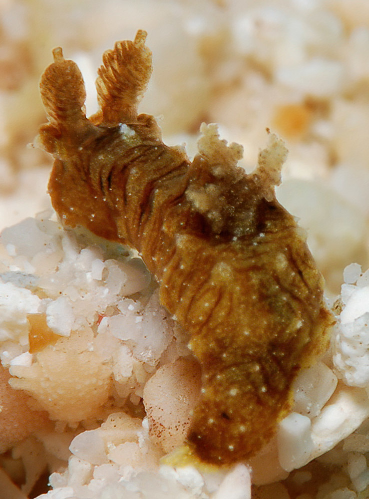 Polycera risbeci - Kwajalein Atoll, RMI
