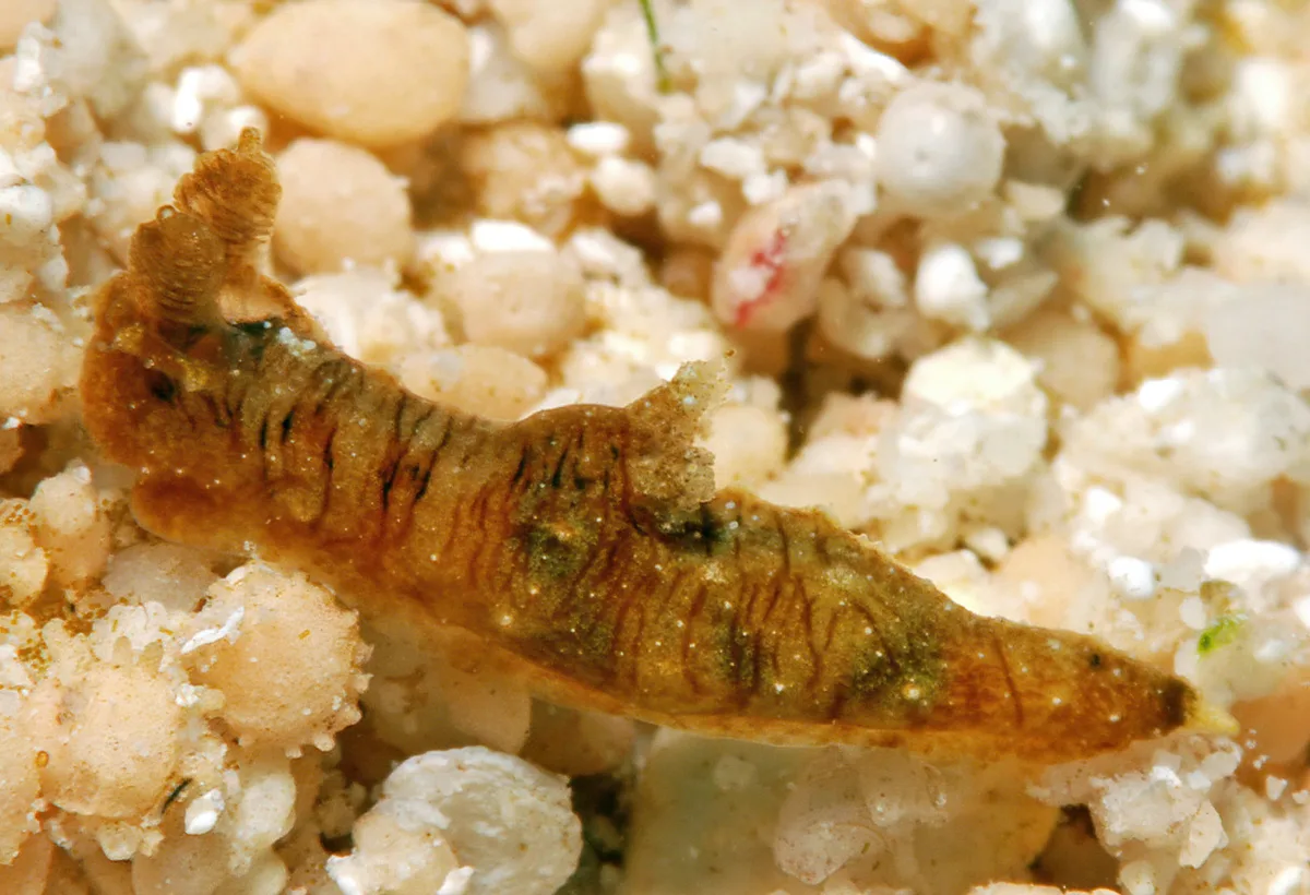 Polycera risbeci - Kwajalein Atoll, RMI