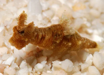 Polycera risbeci - Kwajalein Atoll, RMI