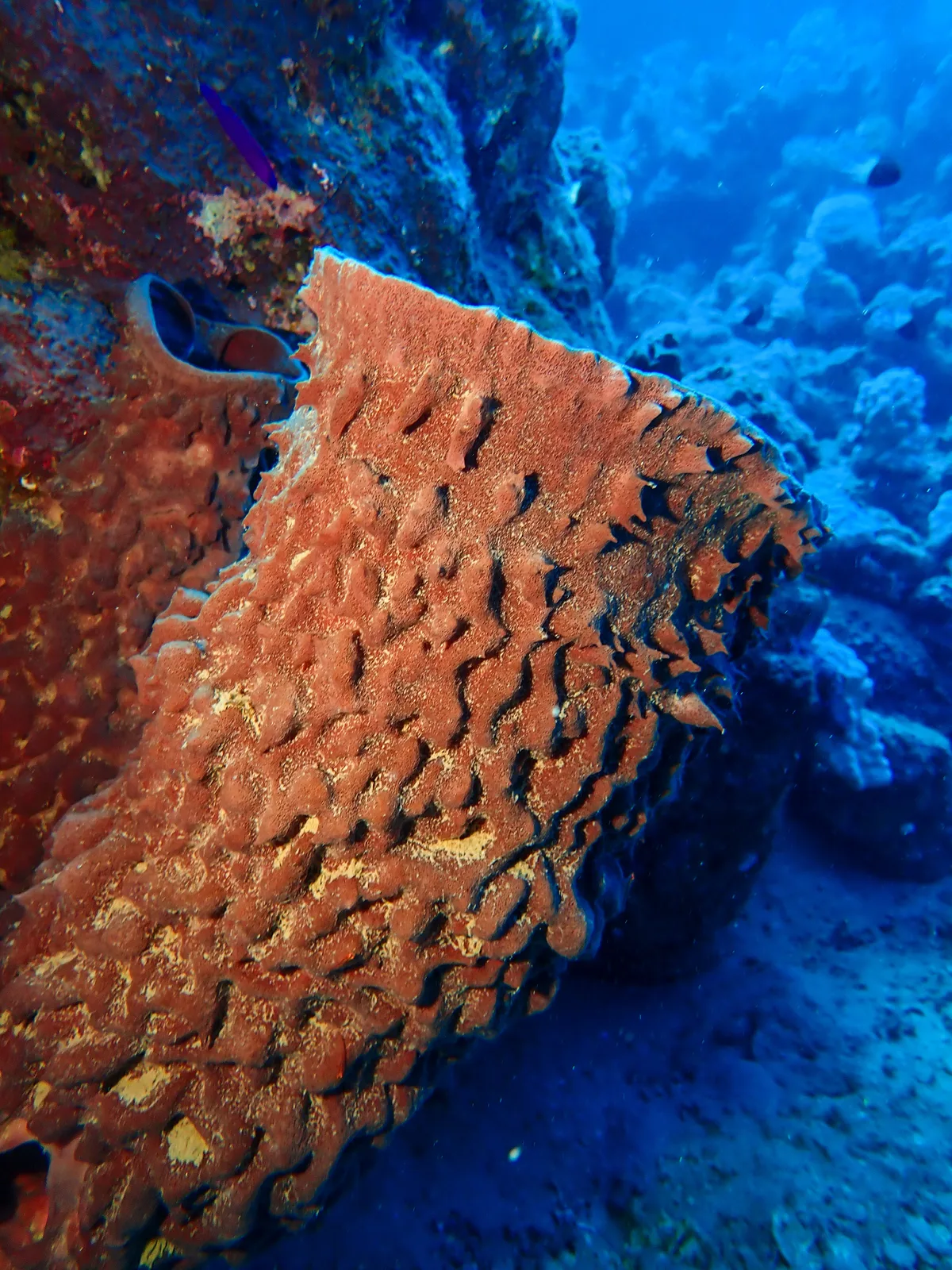 Barrel Sponge