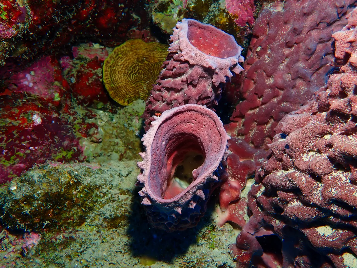 Barrel Sponge
