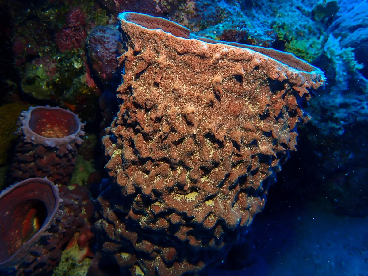 Barrel Sponge