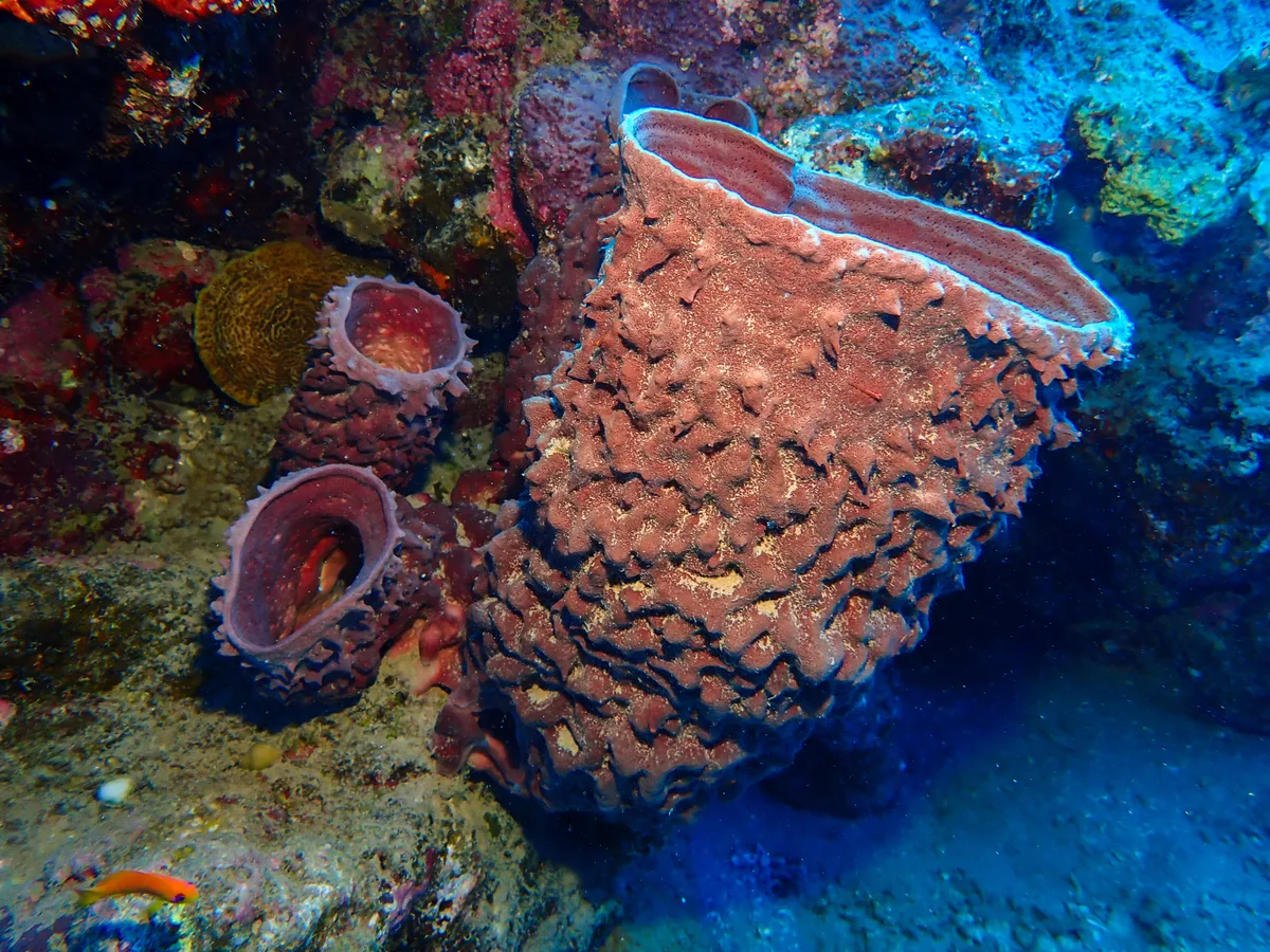 Barrel Sponge