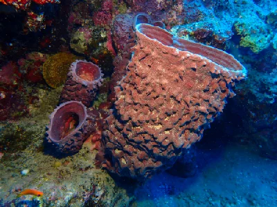 Barrel Sponge