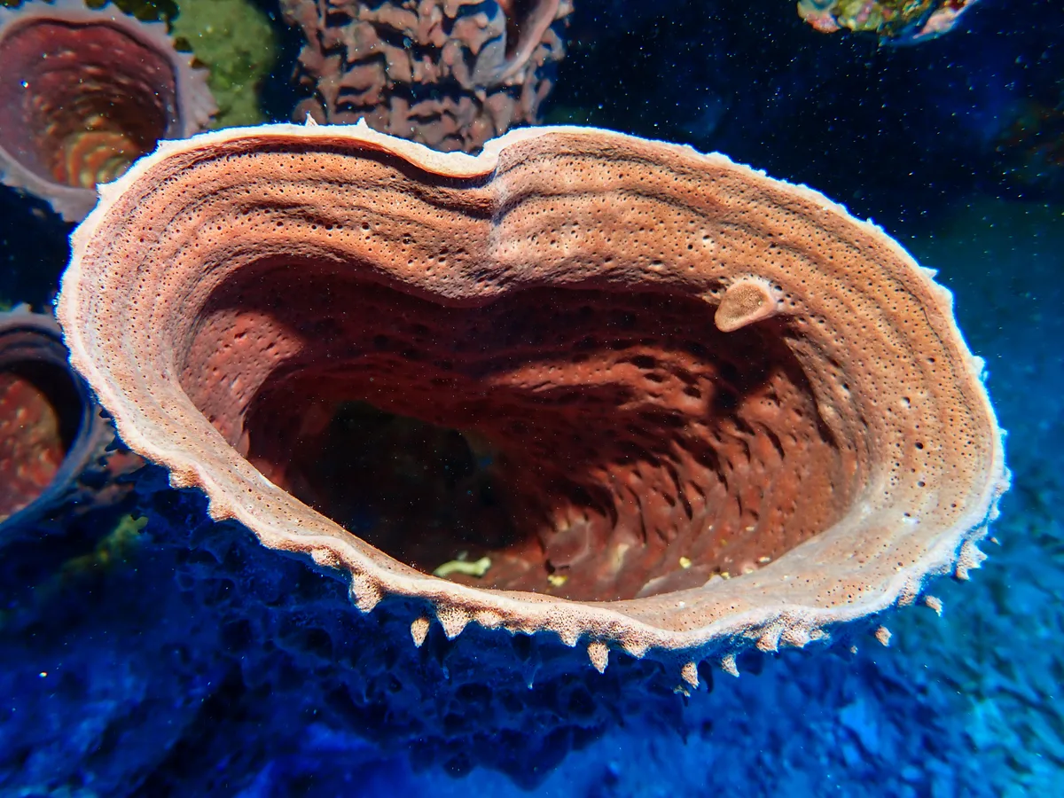 Barrel Sponge