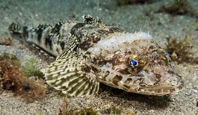 Bartail Flathead
