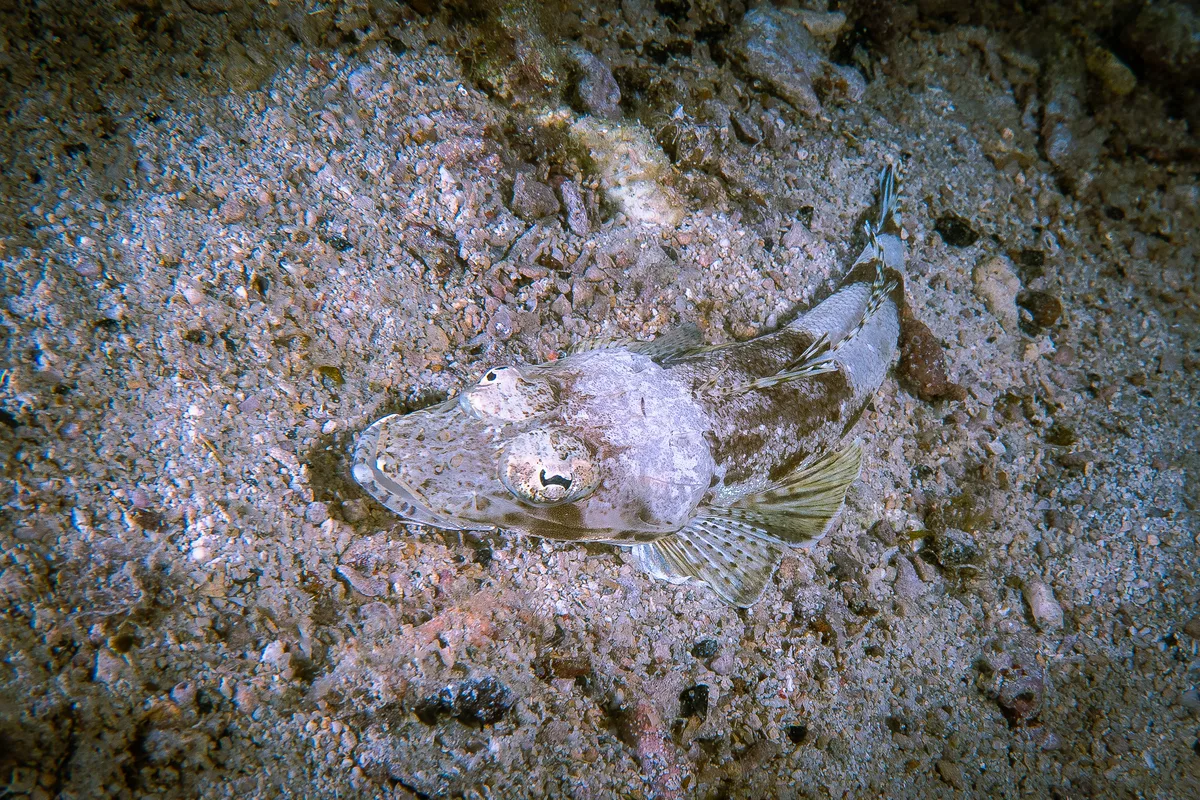 Platycephalus indicus - Daanbantayan, Cebu, Philippines