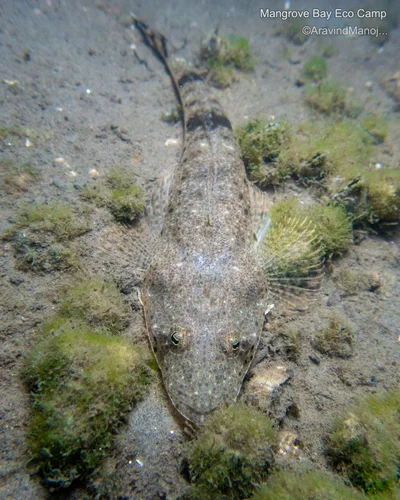 Platycephalus indicus - Chidambaram, Tamil Nadu, India