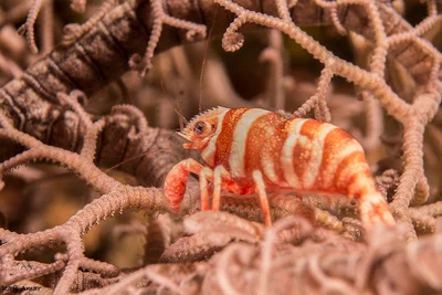 Basket Star Shrimp - Lipkemenes lanipes