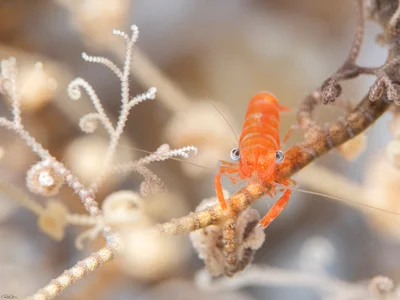 Basket Star Shrimp - Juvenile - Lipkemenes lanipes