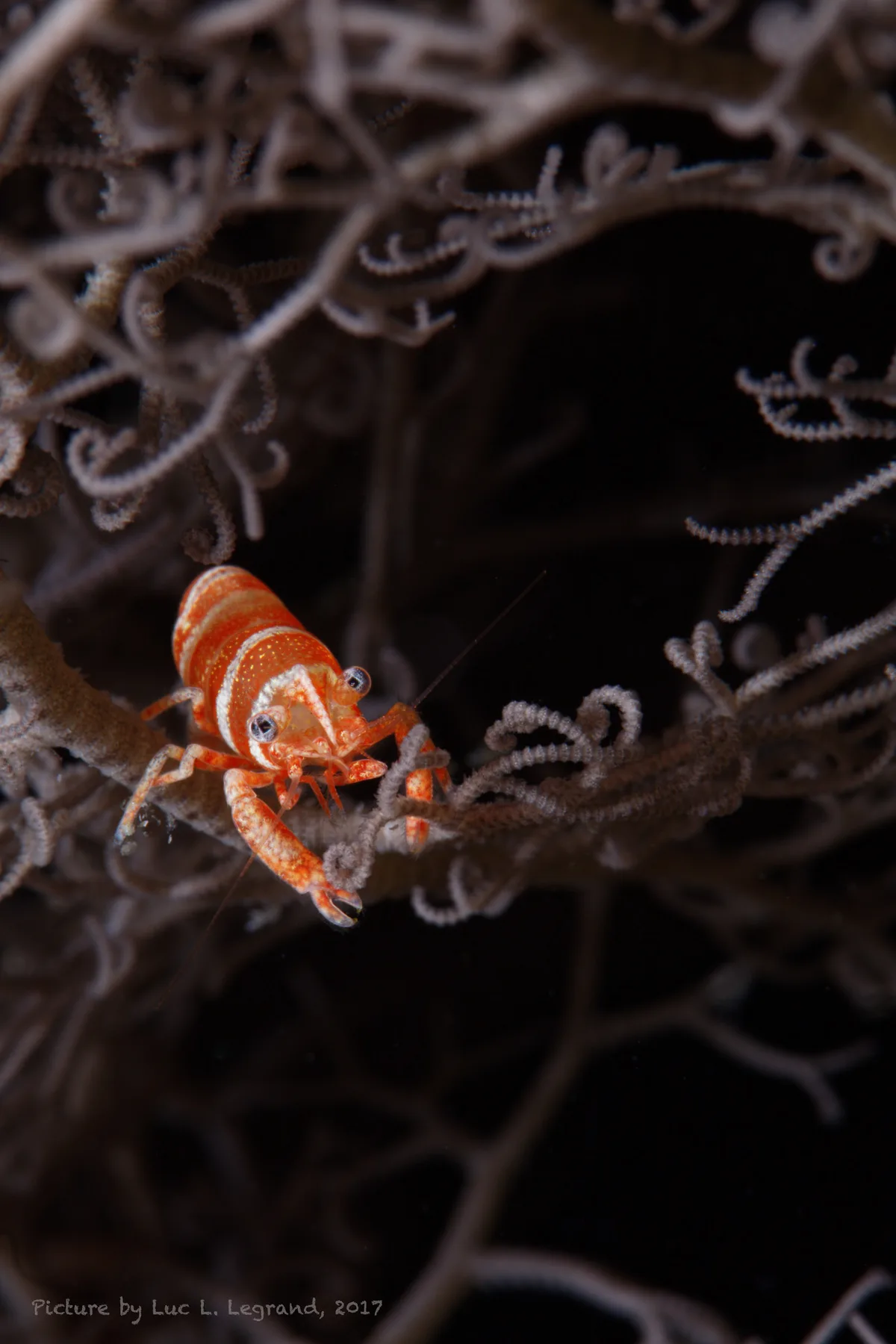 Basket Star Shrimp, Lipkemenes lanipes wit blue eyes
