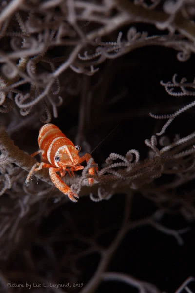 Basket Star Shrimp, Lipkemenes lanipes wit blue eyes