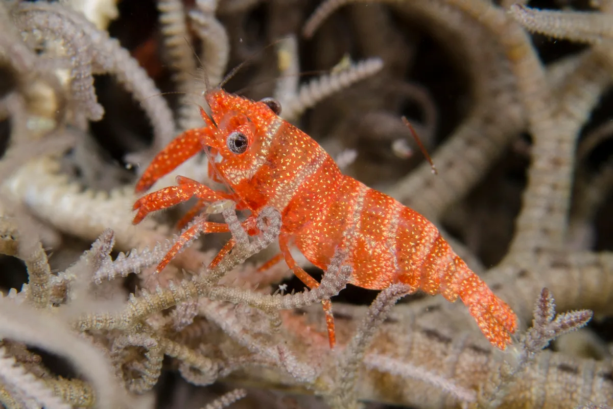 Lipkemenes lanipes - Torpedo Point, South Rinca Island, East Sumba Regency, East Nusa Tenggara, Indonesia