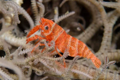 Lipkemenes lanipes - Torpedo Point, South Rinca Island, East Sumba Regency, East Nusa Tenggara, Indonesia