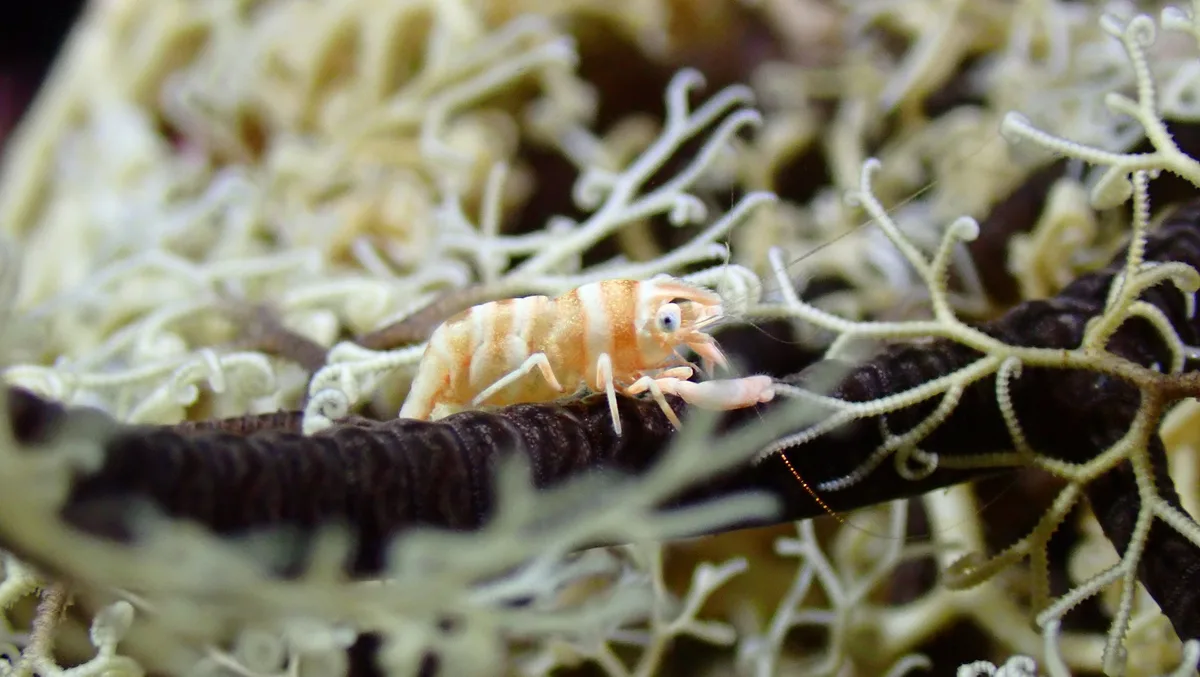 Lipkemenes lanipes - Logbon, Romblon, Philippines
