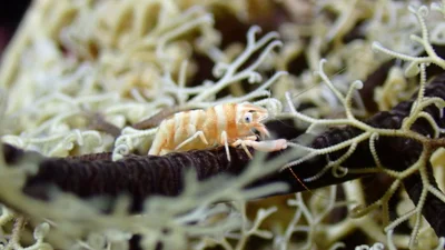 Lipkemenes lanipes - Logbon, Romblon, Philippines