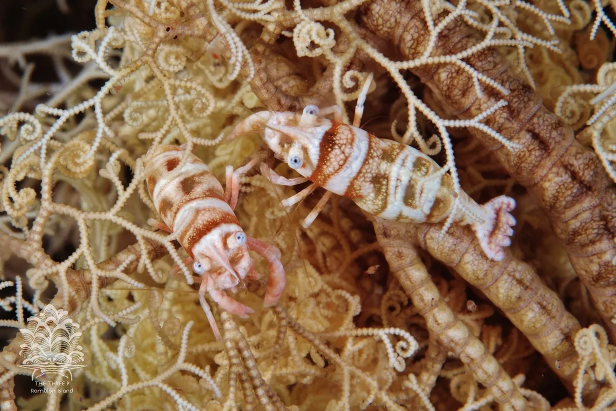 Lipkemenes lanipes - Romblon, PH