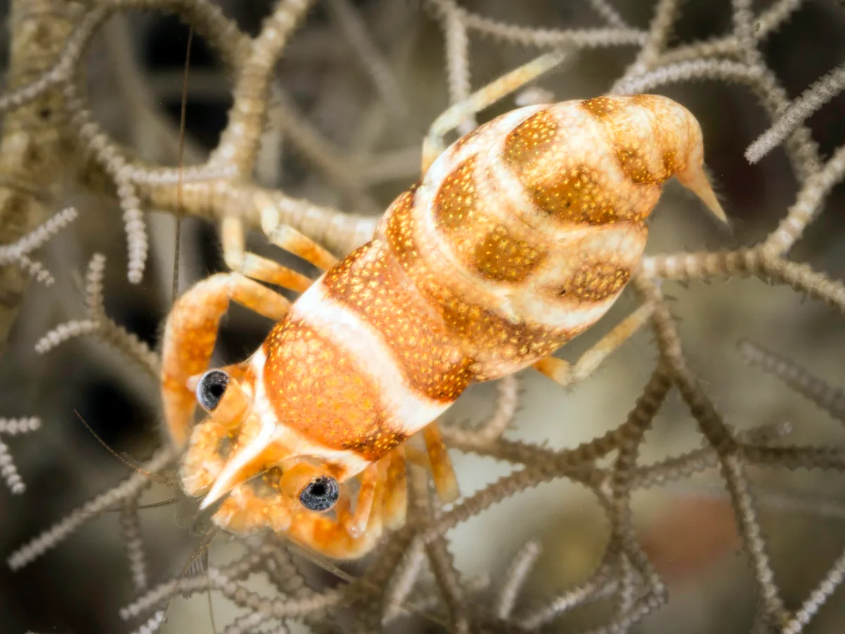 Lipkemenes lanipes - Anilao, Philippines