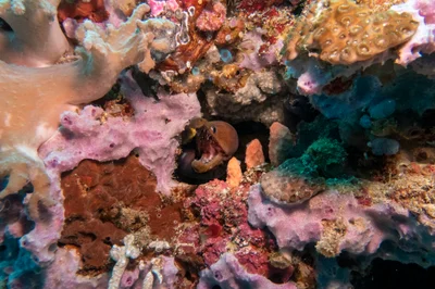 Enchelycore bayeri - Padre Burgos, Southern Leyte, Philippines