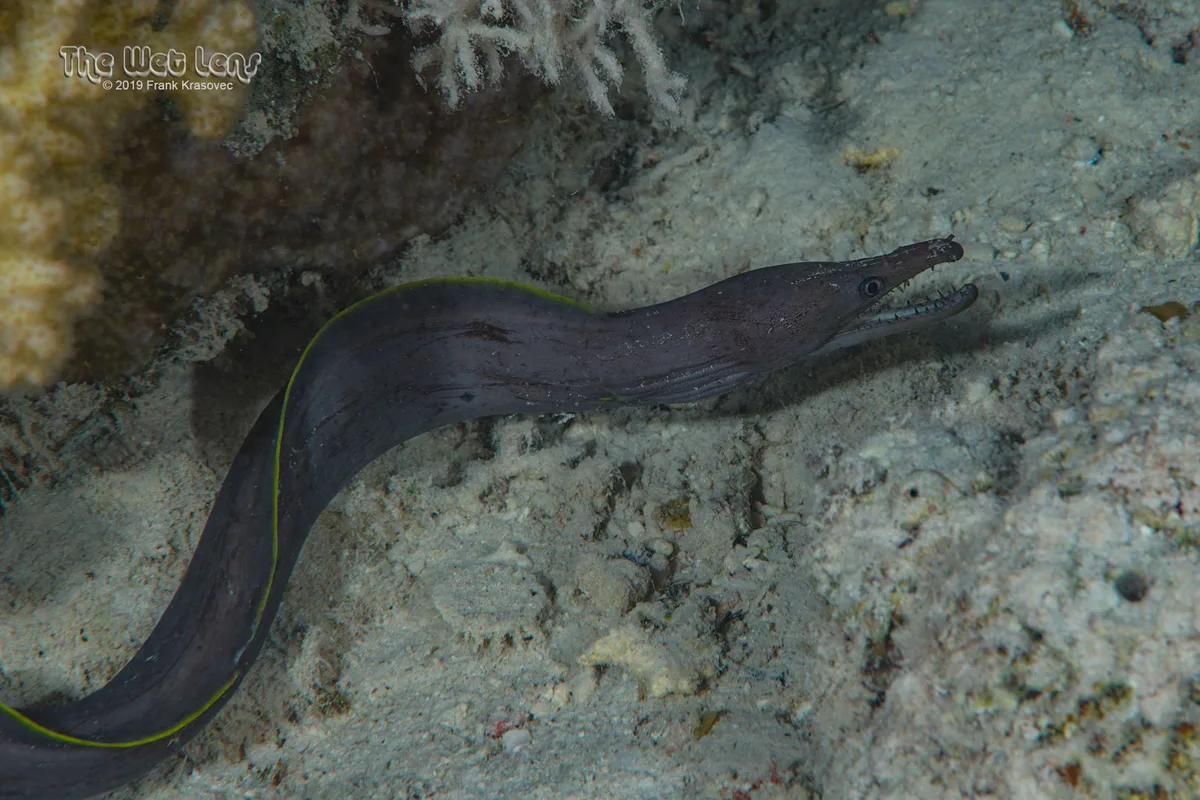 Enchelycore bayeri - Marsa 'Alam, Al Bahr al Ahmar, Egypt