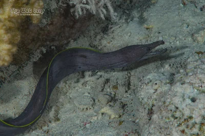 Enchelycore bayeri - Marsa 'Alam, Al Bahr al Ahmar, Egypt