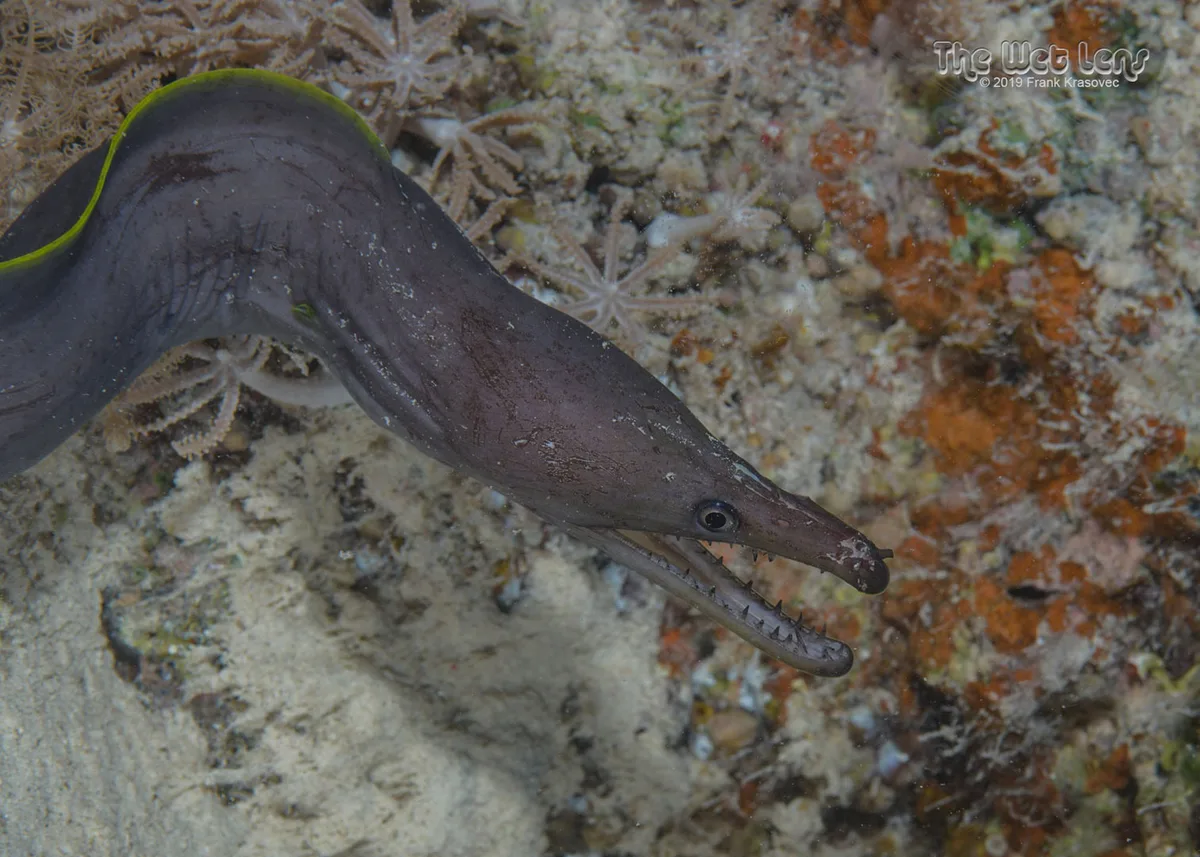 Enchelycore bayeri - Marsa 'Alam, Al Bahr al Ahmar, Egypt