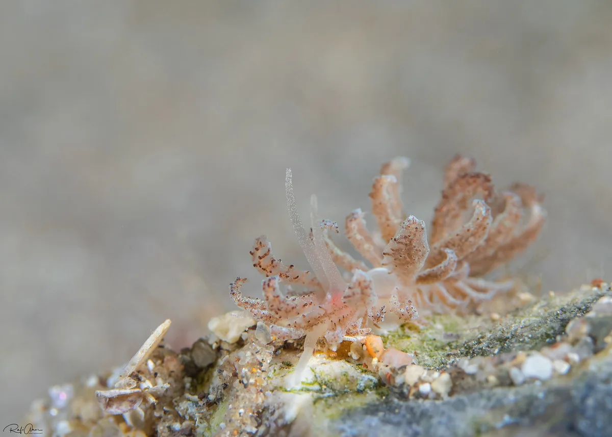 Phyllodesmium crypticum