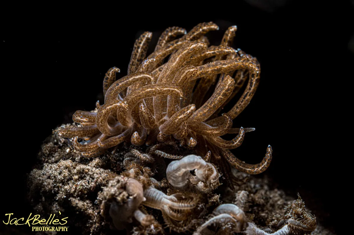 Phyllodesmium crypticum