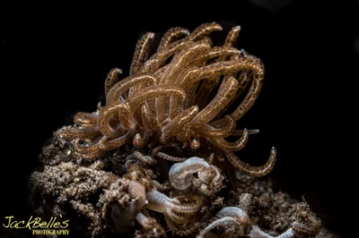Phyllodesmium crypticum