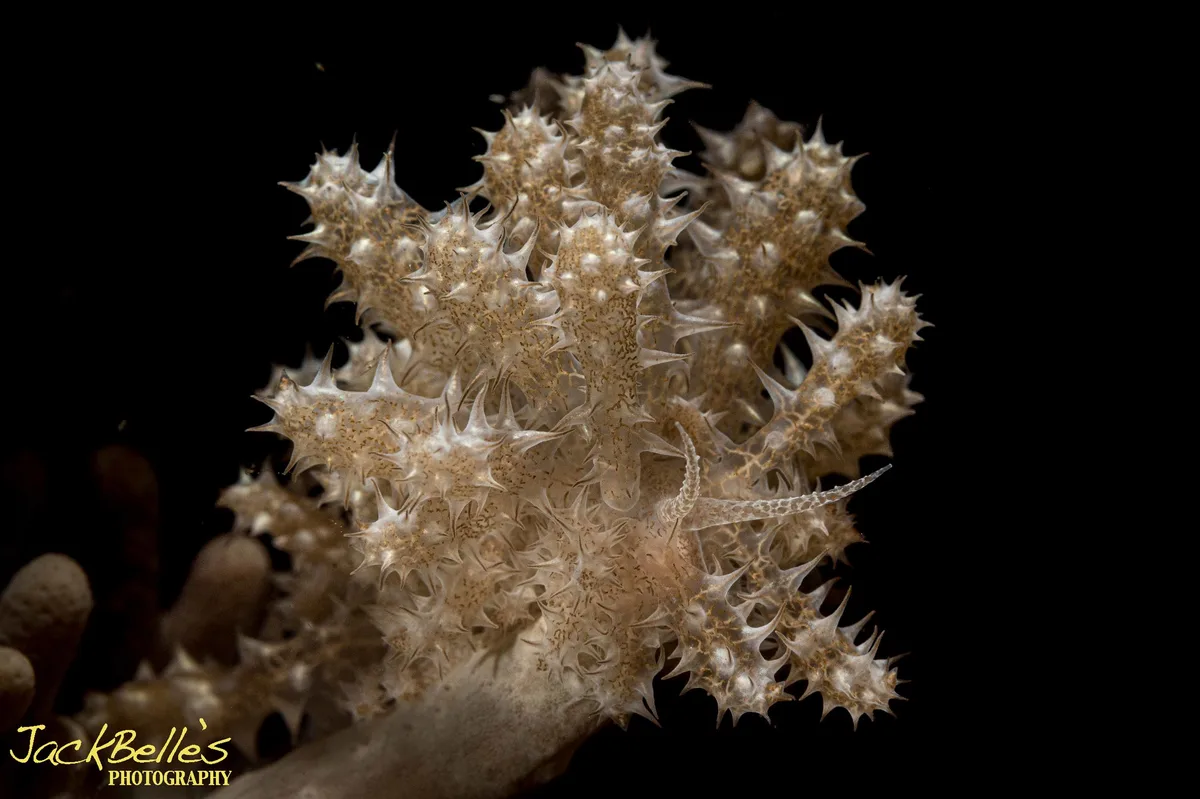 Phyllodesmium crypticum