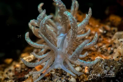 Cryptic phyllodesmium