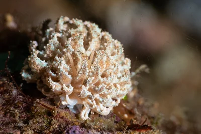Phyllodesmium crypticum