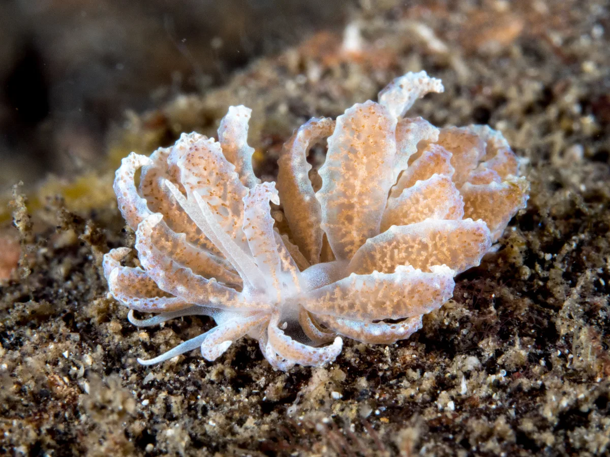 Phyllodesmium crypticum
