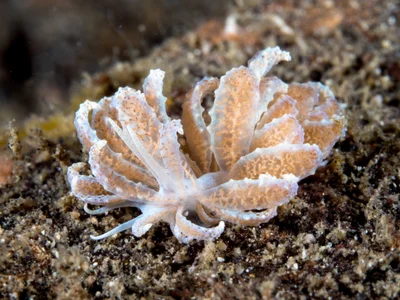 Phyllodesmium crypticum