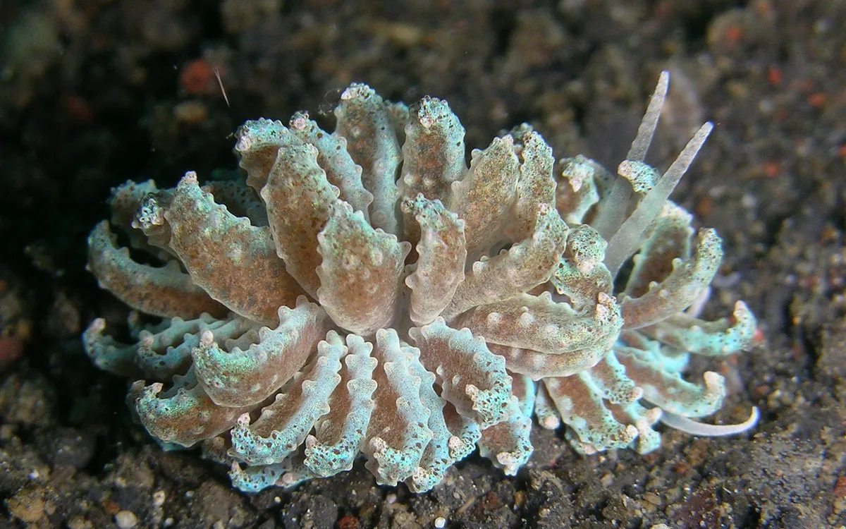 Phyllodesmium crypticum
