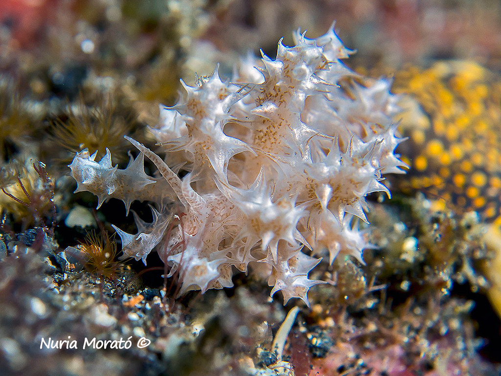 Phyllodesmium crypticum