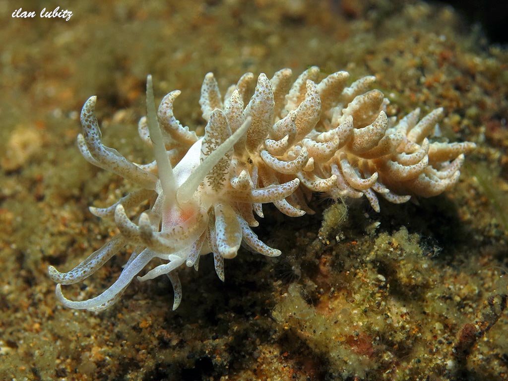 Phyllodesmium crypticum