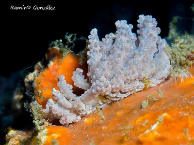 Phyllodesmium crypticum