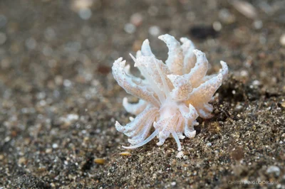 Snowflake