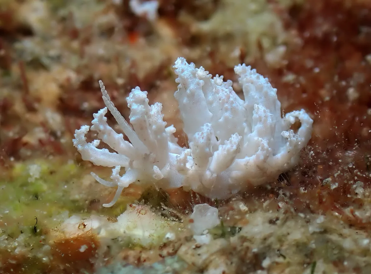 Phyllodesmium crypticum