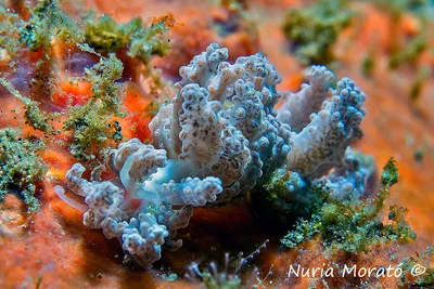 Phyllodesmium crypticum-cryptic phyllodesmium