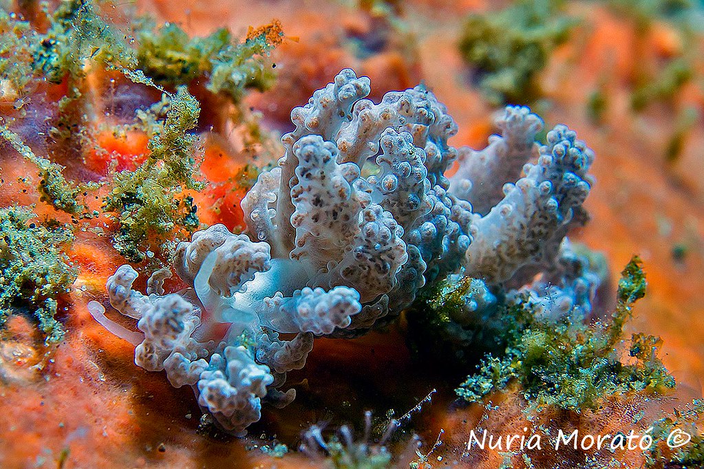 Phyllodesmium crypticum-cryptic phyllodesmium
