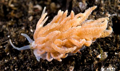 Phyllodesmium crypticum