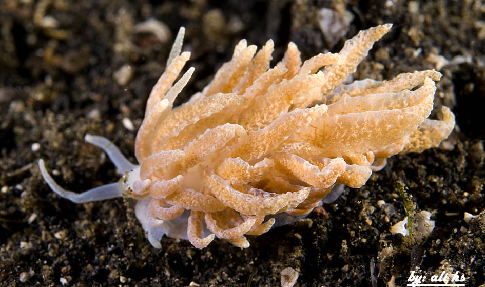Phyllodesmium crypticum
