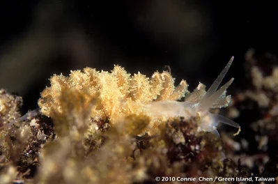 Phyllodesmium crypticum / 隱身灰翼海蛞蝓