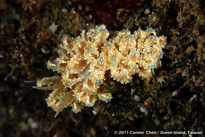 Phyllodesmium crypticum Rudman / 隱身灰翼海蛞蝓