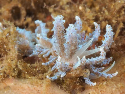 Phyllodesmium crypticum - Desa Wolwal, Wolwal, Kec. Alor Barat Daya, Kabupaten Alor, Nusa Tenggara Tim., Indonesia