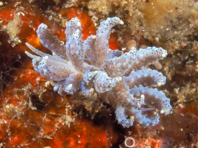 Phyllodesmium crypticum - Desa Wolwal, Wolwal, Kec. Alor Barat Daya, Kabupaten Alor, Nusa Tenggara Tim., Indonesia
